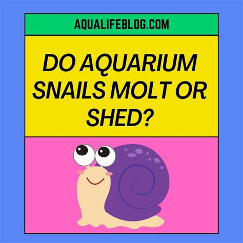 Do Mystery Snails Reproduce Asexually? (Things to know about mystery ...