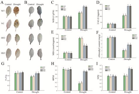 NAC Transcription Factor PwNAC11 Activates ERD1 by Interaction with ...