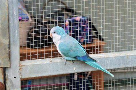 Blue Quaker Parrot (Myiopsitta monachus) - ZooChat