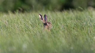Image result for Types of Hares