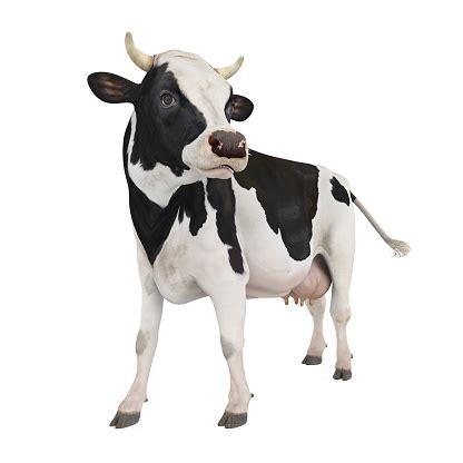 Image result for Cow Pi Python
