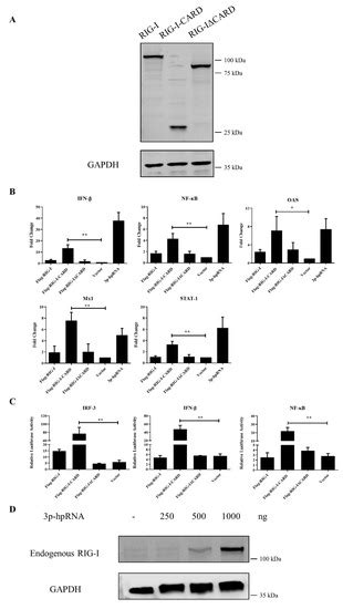 Antiviral Activity of Canine RIG-I against Canine Influenza Virus and ...