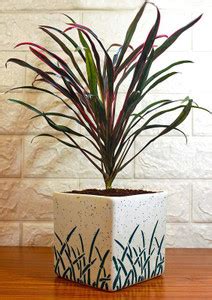 EZtect Dracaena Plant Price in India - Buy EZtect Dracaena Plant online ...