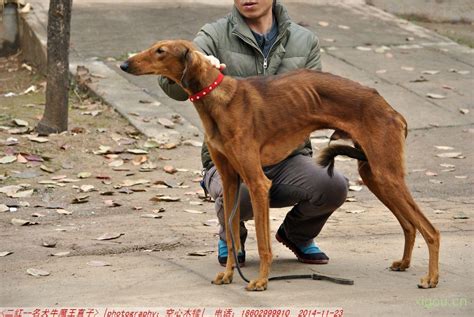中国的狗有些什么品种（我国本土狗狗品种介绍） - 胖萌舍宠物网
