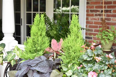 How to Grow and Care for Lemon Cypress Trees