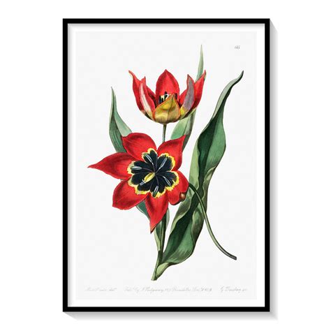 Strong smelling tulip by Sydenham Edwards: Buy Flower Paintings ...
