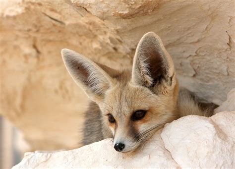 African desert fox looking from above – The soft, long hair that covers ...