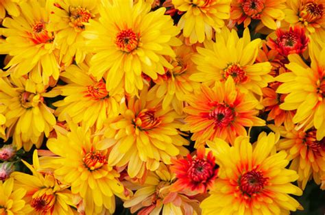 Image result for Two-Color Background