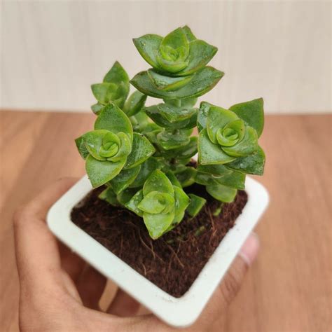 Crassula Perforata Green Ivory Towers Succulent Plant | Buy Succulents ...