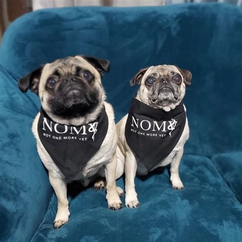 Not One More Vet on LinkedIn: #motivationwednesday #nomv #notonemorevet ...