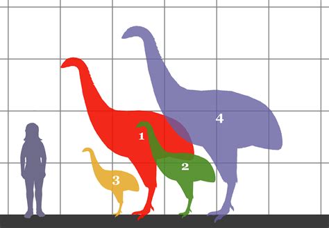 新西兰南岛首次发现数百万年前“恐鸟”(moa)脚印化石 - 神秘的地球 科学|自然|地理|探索