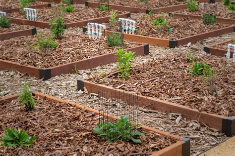 The Climate Adaptation Living Lab — Emily K. Meineke