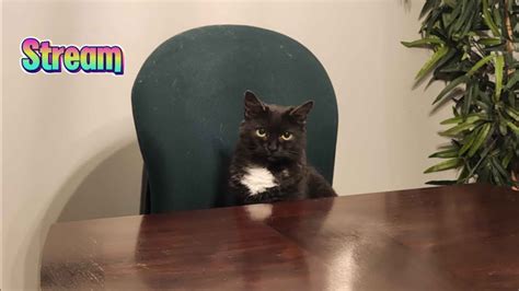 Cattles Kittens Rowblox Videos Channel by Azharla 的图像结果