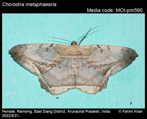 Chorodna metaphaearia (Walker, [1863]) - | Moths