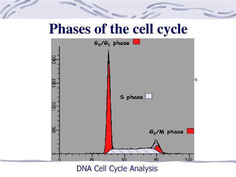 细胞增殖和凋亡异常与疾病 Abnormal Cell Proliferation, Apoptosis and Related of ...