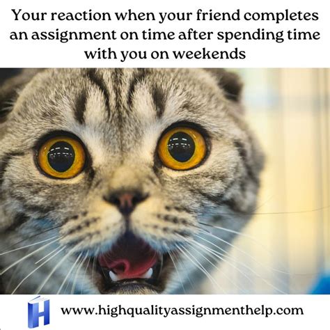 Image result for Assignment Complete Meme