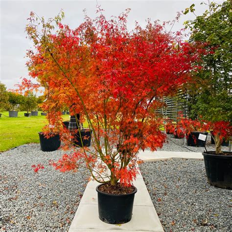 Buy Acer palmatum dissectum 'Seiryu' - Architectural Plants