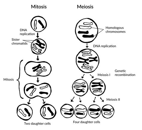 Dna Replication Daughter Cells Chart