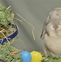 Image result for Holland Lop Eared Rabbits