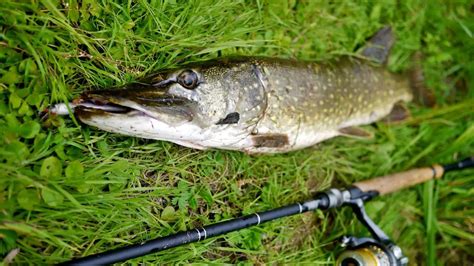 Image result for Angelkoder Schweden Hecht