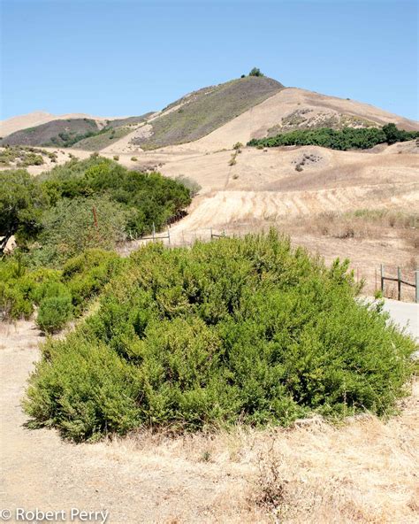 Coyote Brush Chaparral