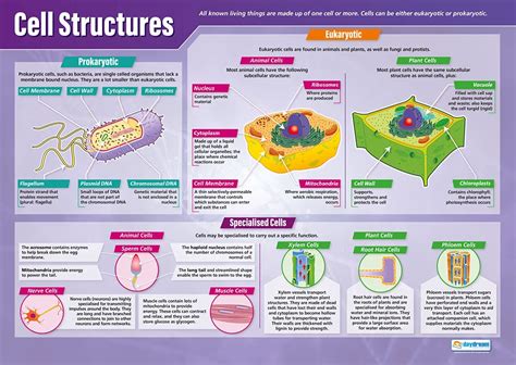 Buy Daydream Education Cell Structures | Science s | Laminated Gloss ...