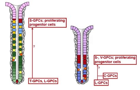 Current Status on Stem Cells and Cancers of the Gastric Epithelium