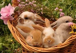 Image result for Spring+Baby+Bunnies