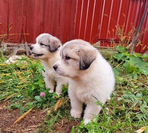 Great Pyrenees Puppies For Sale | Fairchild, WI #542904