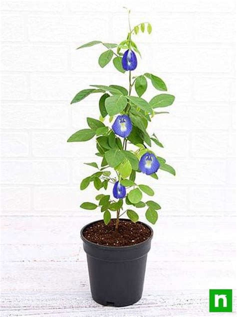 Clitoria Ternatea, Gokarna (Blue) - Plant – Loveforplants
