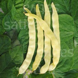 Goldfield » Buy organic seeds online / Runner Beans - SATIVA Online Shop
