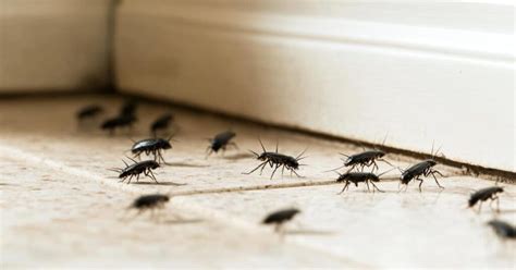 Image result for Cockroach Infestation Signs