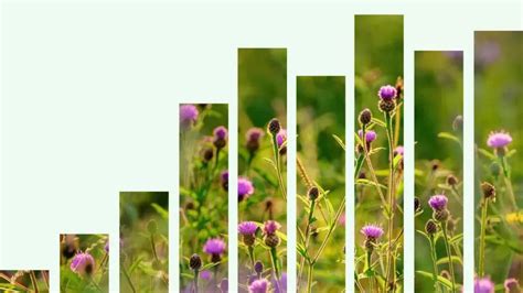 Nature Graphs 的图像结果