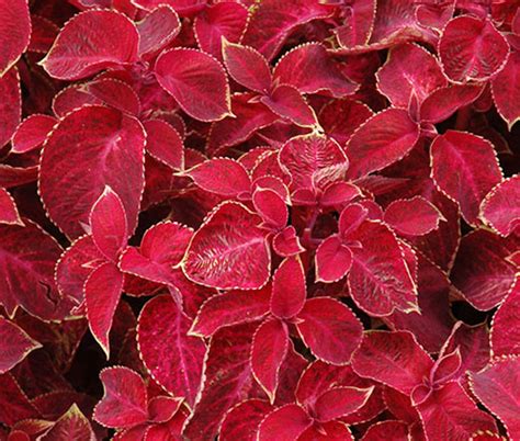 Red Coleus Perennial