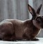 Image result for Black and White Aesthetic Bunny