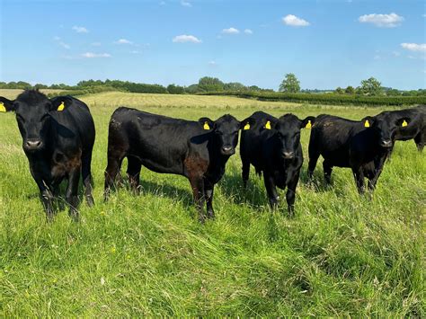 News & Events - Aberdeen-Angus Cattle Society