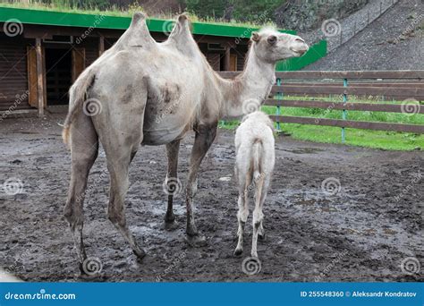 Mom Camel with Little Camels with Two Humps Grazing on the Farm Stock ...