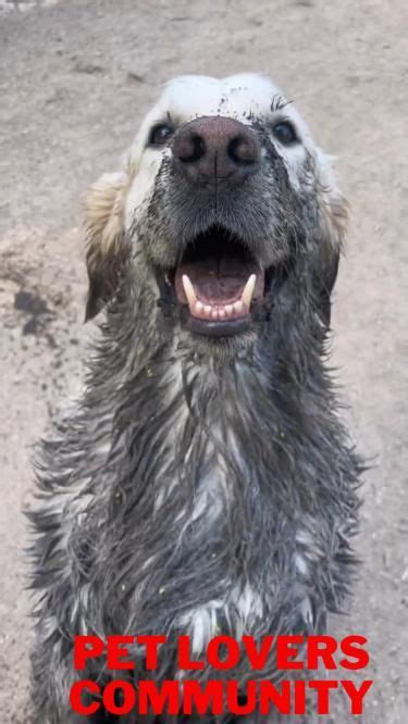 Funny Dogs Clean 的图像结果