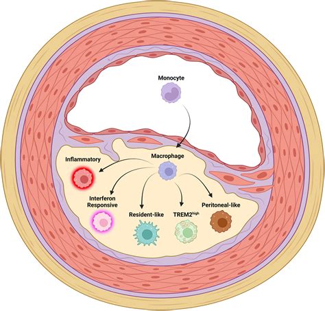 Image result for Monocyte