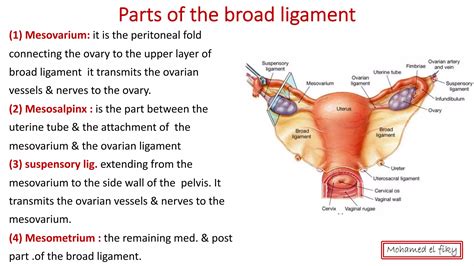 anatomy of Female genital organs [auto saved] | PDF