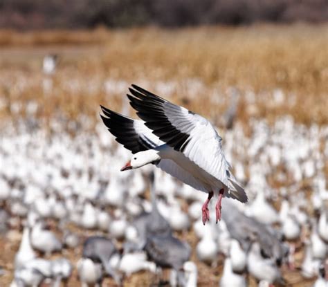 Snow Goose Numbers 的图像结果