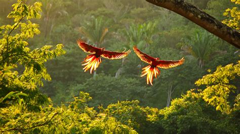 Costa Rica’s Amazing Animals to Discover | G Adventures