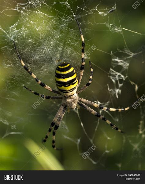 Black Spider With Yellow Stripes