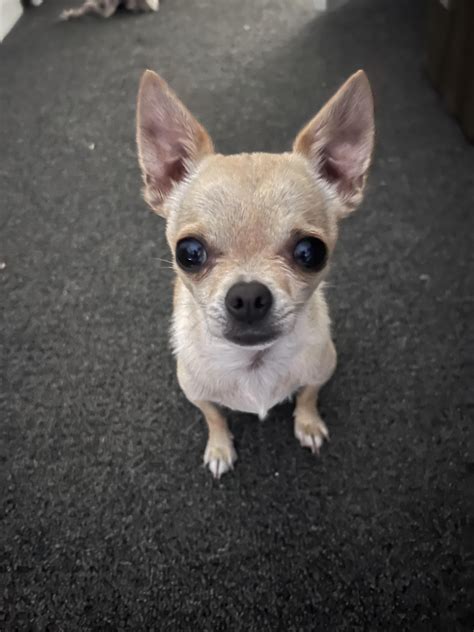 Image result for Exploding Chihuahua