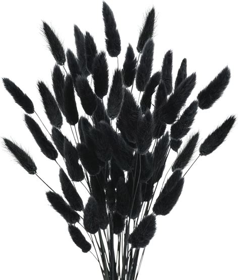 Uieke Natural Bunny Tails & Lagurus Ovatus Dried India | Ubuy