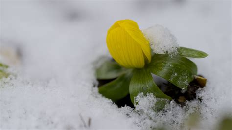 Download wallpaper 3840x2160 flower, snow, winter, plant 4k uhd 16:9 hd ...