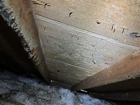 Mold Removal Attic & Crawl Spaces in Everett Washington