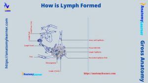 Image result for How Is Lymph Formed