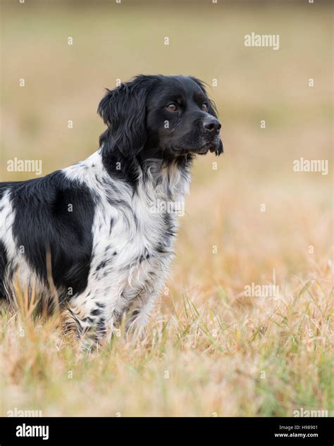 A French Brittany Spaniel Stock Photo - Alamy