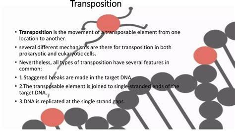 Transposable elements in Maize And Drosophila | PPTX